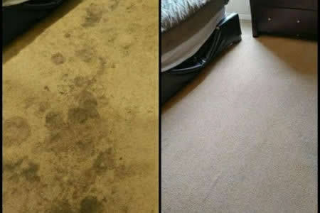 Why Pet Stain and Odor Removal Requires More Than Surface Cleaning