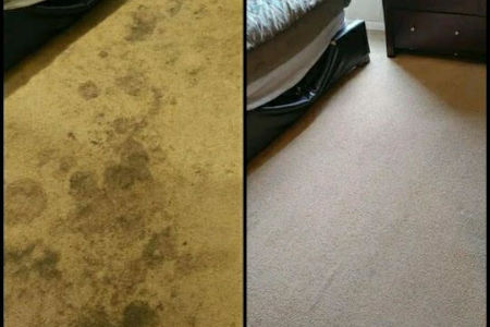 Carpet Cleaning for Pet Stains in Louisville, KY Image
